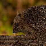 Nocturnal animals in our garden